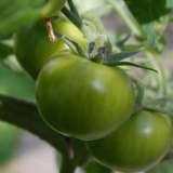 Zeleni paradajz: koristi i štete